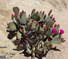 Cactus on the Boy Scout Trail (0768)