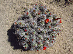 Mojave Mound Cactus (0736)