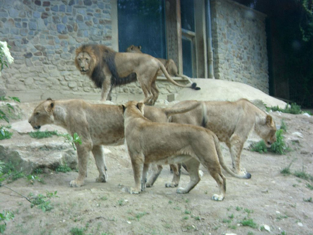 029 Zoo OS Tiere in der Bibel