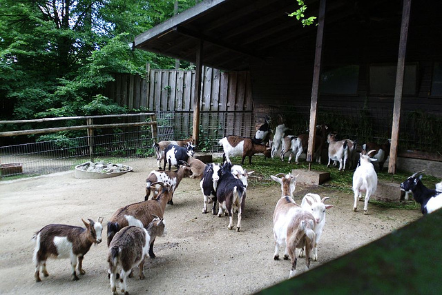 096 Zoo OS Tiere in der Bibel