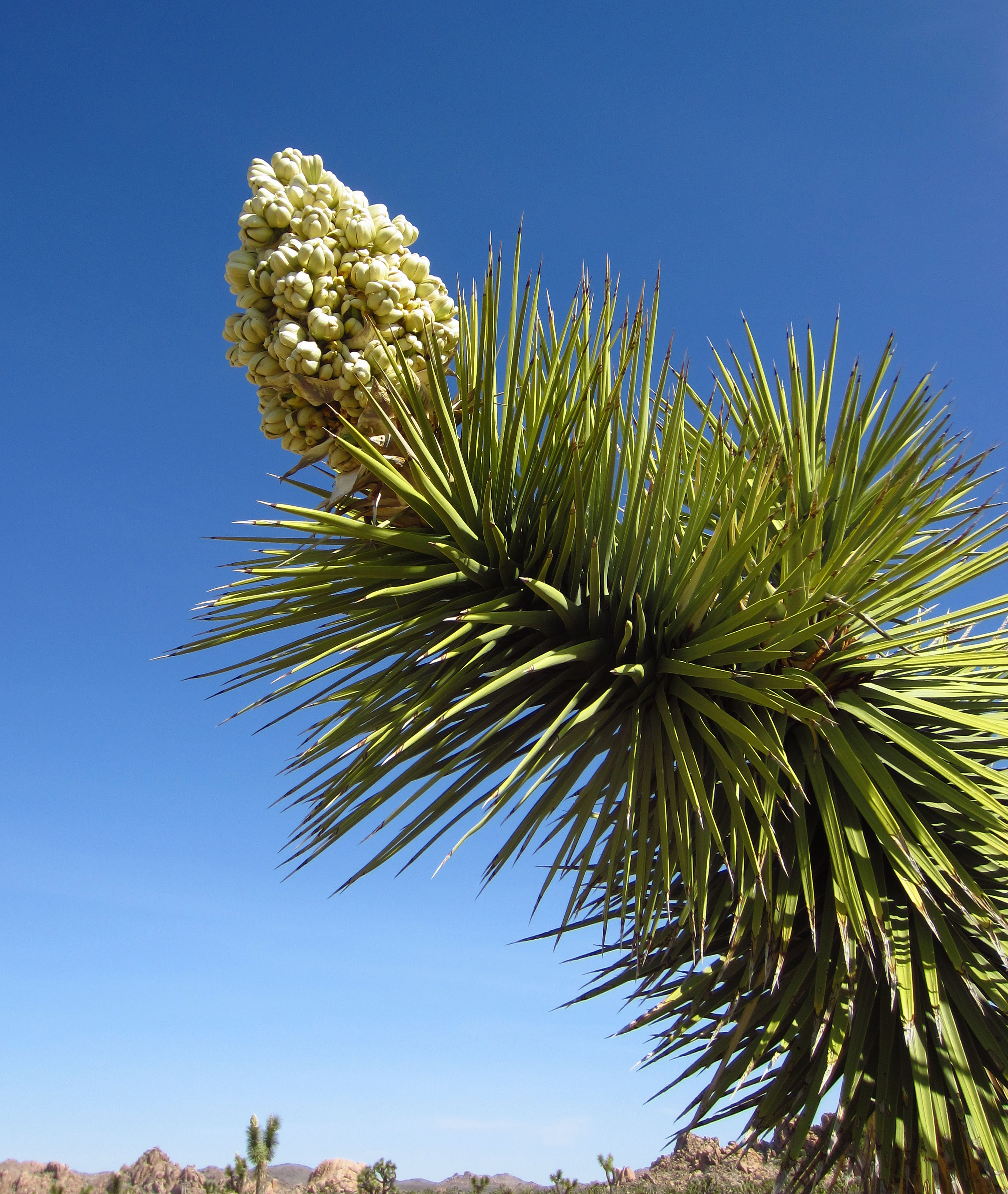 Joshua Tree Bloom (0726)