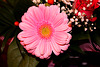 FLEUR PINK****