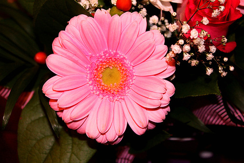 FLEUR PINK****