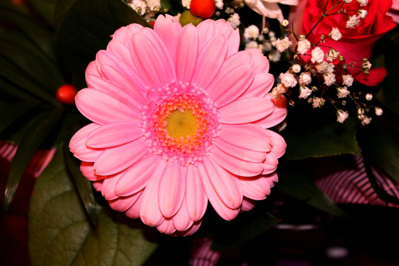 FLEUR PINK****