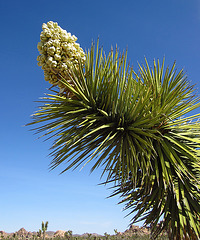 Joshua Tree Bloom (0727)