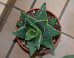 Aloe distans