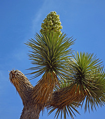 Joshua Tree Bloom (0735)