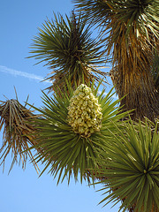 Joshua Tree Bloom (0740)