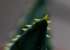 Aloe distans