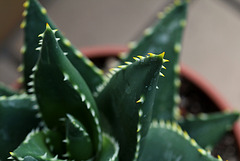 Aloe distans