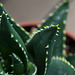 Aloe distans