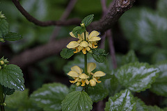 20120423 8689RAw [D~LIP] Goldnessel (Lamium galeobdolon), Bad Salzuflen