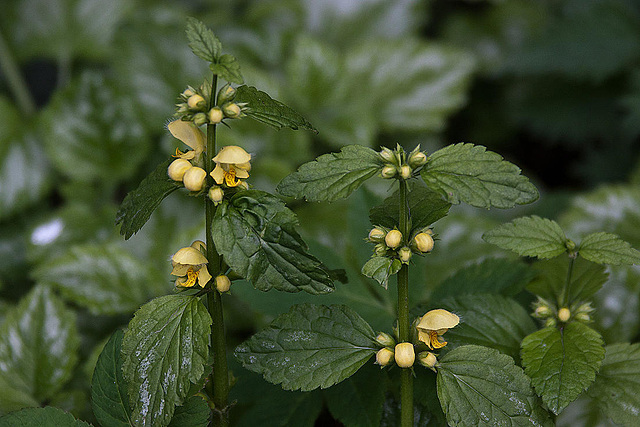 20120423 8688RAw [D~LIP] Goldnessel (Lamium galeobdolon), Bad Salzuflen