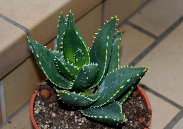 Aloe distans