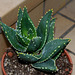 Aloe distans