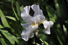 Weiße Iris