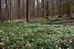 20120423 8680RWw [D~LIP] Buschwindröschen, Bad Salzuflen