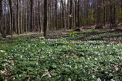 20120423 8679RWw [D~LIP] Buschwindröschen, Bad Salzuflen