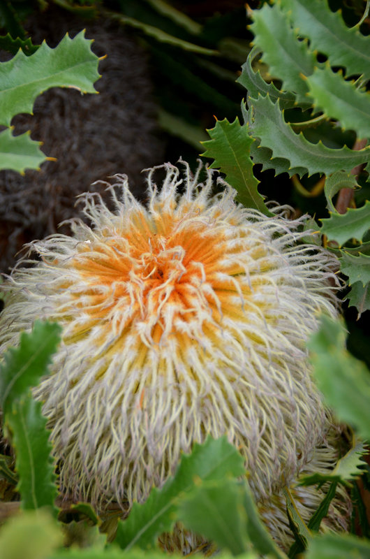 Banksia flower