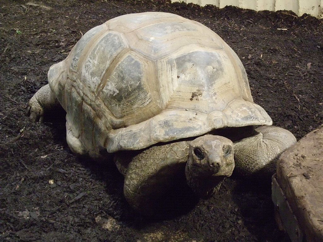 272 Zoo OS Tiere in der Bibel