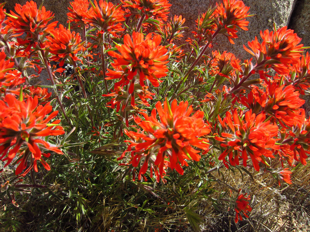 Indian Paintbrush (0743)