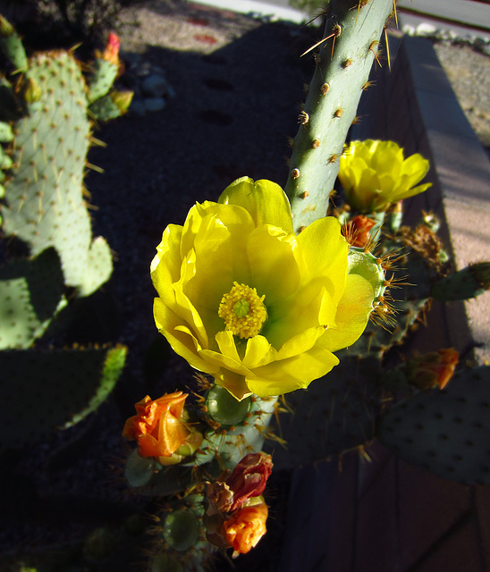 Cactus Flower (0779)