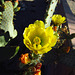 Cactus Flower (0779)