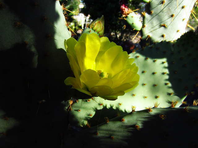 Cactus Flower (0781)