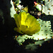 Cactus Flower (0781)
