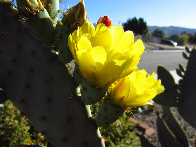 Cactus Flowers (0782)