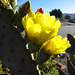 Cactus Flowers (0782)