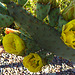 Cactus Flowers (0783)