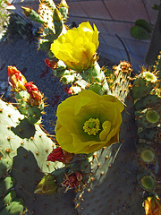 Cactus Flowers (07800