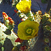 Cactus Flowers (07800