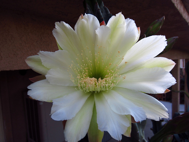 Night Blooming Cactus (0773)