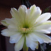 Night Blooming Cactus (0773)