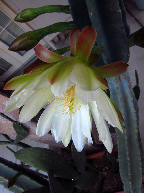 Night Blooming Cactus (0774)