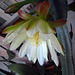 Night Blooming Cactus (0774)