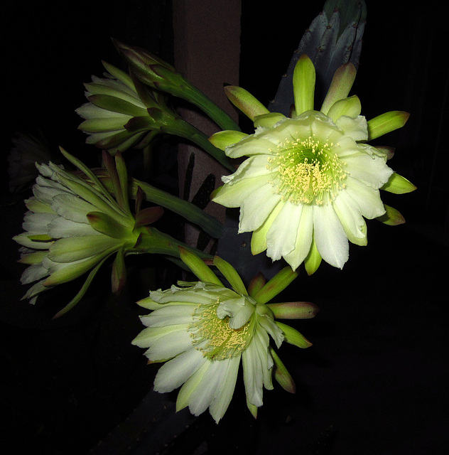 Night Blooming Cactus (0776)