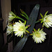 Night Blooming Cactus (0777)