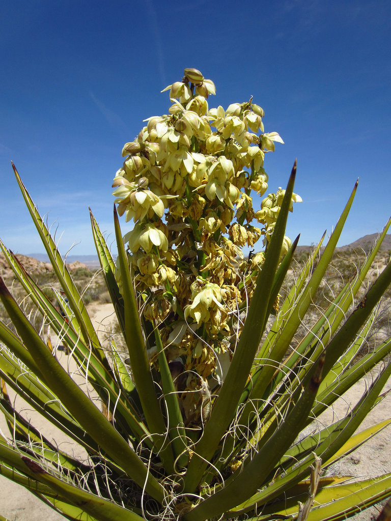 Yucca Bloom (0772)