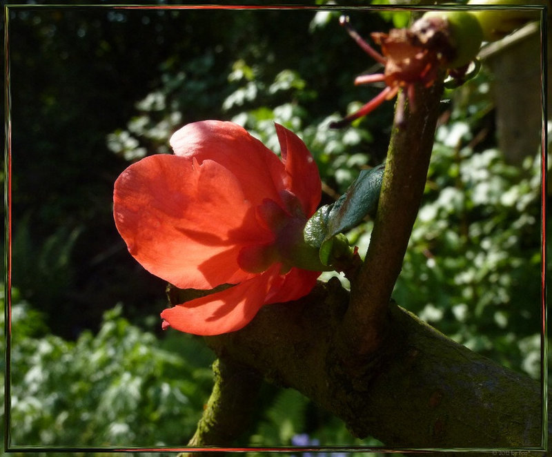 wild apple blossom