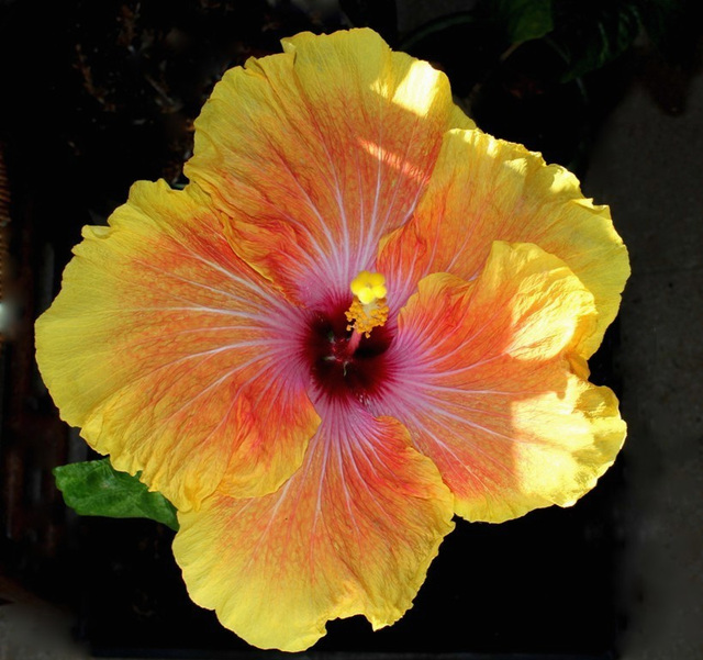 Hibiscus rosa-sinensis 'Georgia's Pearl