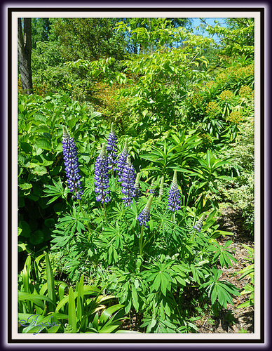 Lupins