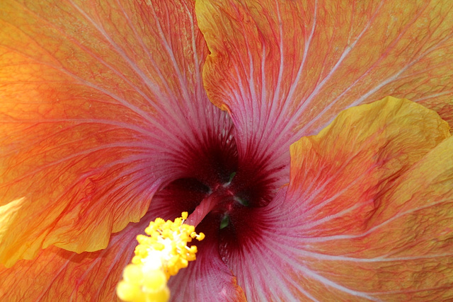 Hibiscus rosa-sinensis 'Georgia's Pearl