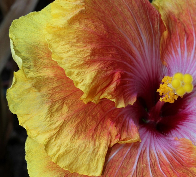 Hibiscus rosa-sinensis 'Georgia's Pearl