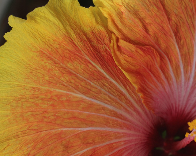 Hibiscus rosa-sinensis 'Georgia's Pearl