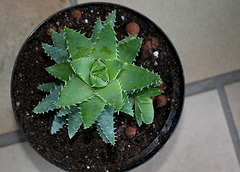 Aloe brevifolia