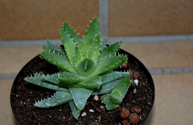 Aloe brevifolia (2)