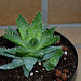 Aloe brevifolia (2)